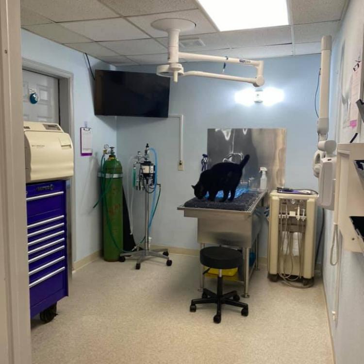 Tidewater Animal Clinic Suffolk, VA